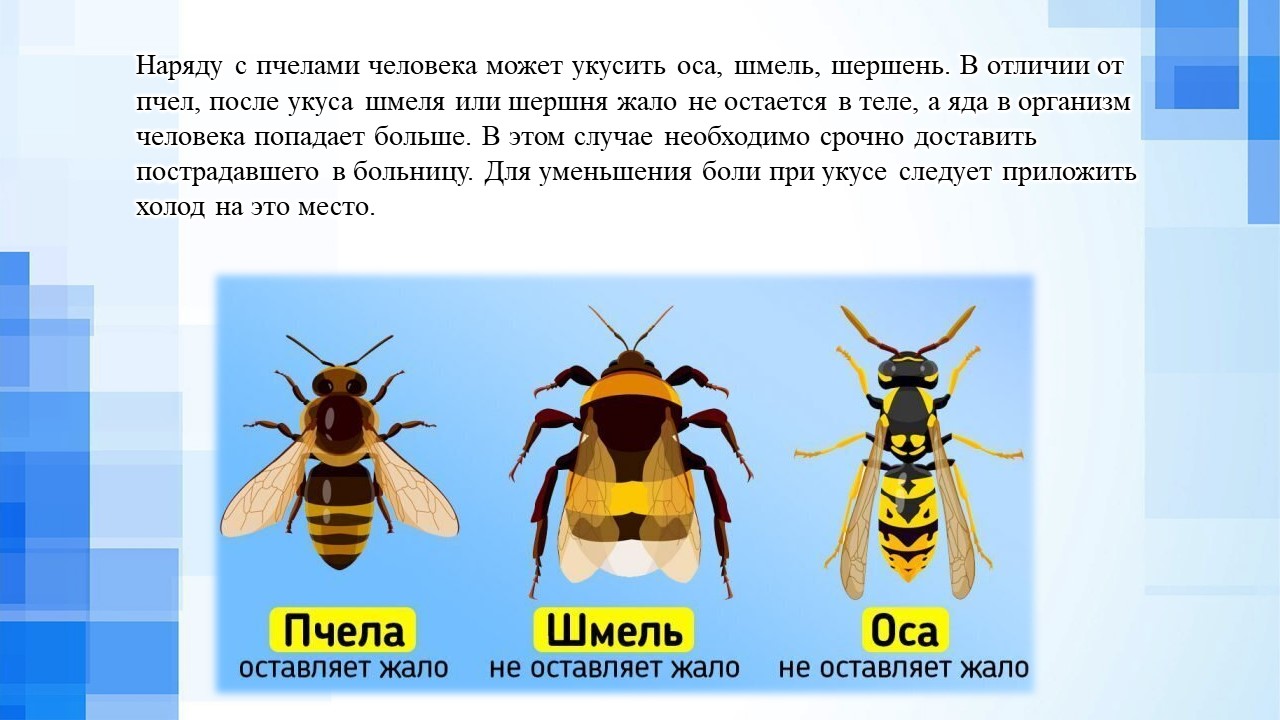 УЗ Лидская ЦРБ - УКУСЫ ЛЕТОМ. КАК СПАСАТЬСЯ И ЧТО ДЕЛАТЬ?